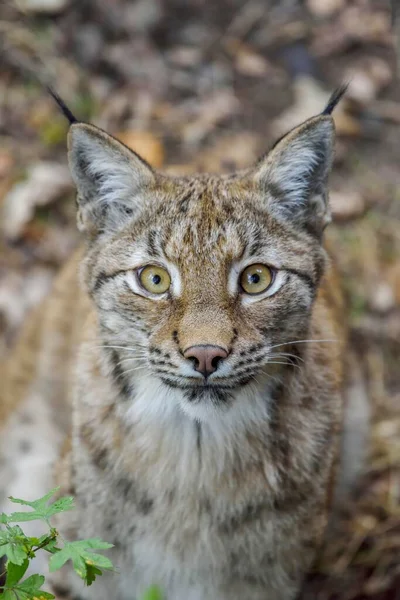 Ryś Eurazjatycki Lynx Lynx Portret Parc Animalier Sainte Croix Niedaleko — Zdjęcie stockowe