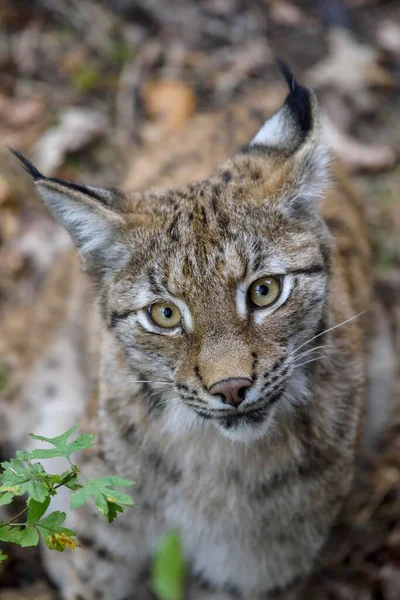 Eurasian Lynx Lynx Lynx Portrait Parc Animalier Sainte Croix Rhodes — Stock Photo, Image