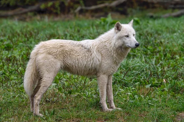 Lupo Artico Canis Lupus Arctos Prigioniero — Foto Stock