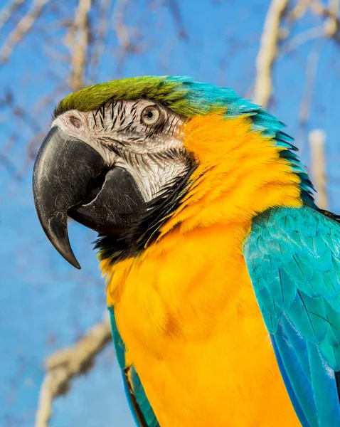 Портрет Макаронного Папуги Природному Фоні — стокове фото