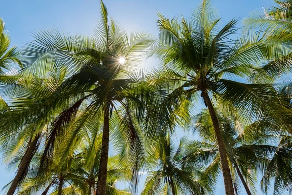 Soleil Brille Travers Les Palmiers Costa Rica Amérique Centrale — Photo