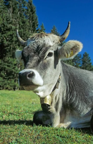 带有铃铛的奶牛躺在奥地利蒂罗尔的草地上 — 图库照片