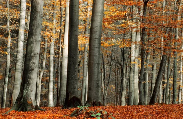 秋色のブナ ドイツ — ストック写真