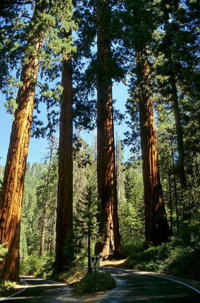 Road Sequoia Trees Mariposa Grove Giant Trees National Park California — Stock Photo, Image