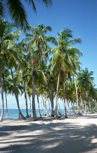 Кокосовые Пальмы Пляже Карибах Доминиканская Республика — стоковое фото