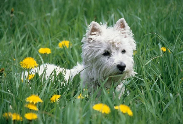 West Highland White Terrier Lies Meadow — Stock Photo, Image