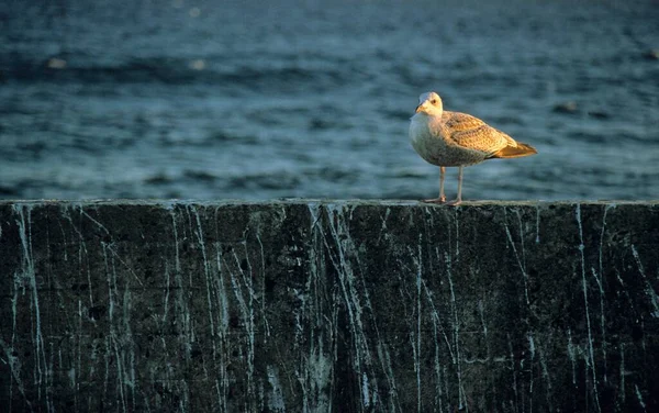 Чайка Сидить Стіні Березі Моря Данія Європа — стокове фото