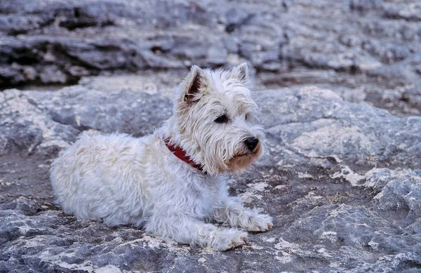 West Highland White Terrier Ležící Skále — Stock fotografie
