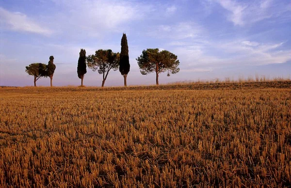 モンタルチーノ トスカーナの近くの収穫した穀物畑での木の孤独グループイタリア — ストック写真