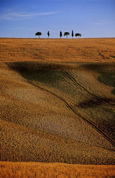 Solitary Group Trees Harvested Grain Field Montalcino Tuscany Italy — Stock Photo, Image