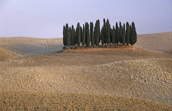 Solitary Group Trees Harvested Field Montalcino Tuscany Italy — Stock Photo, Image