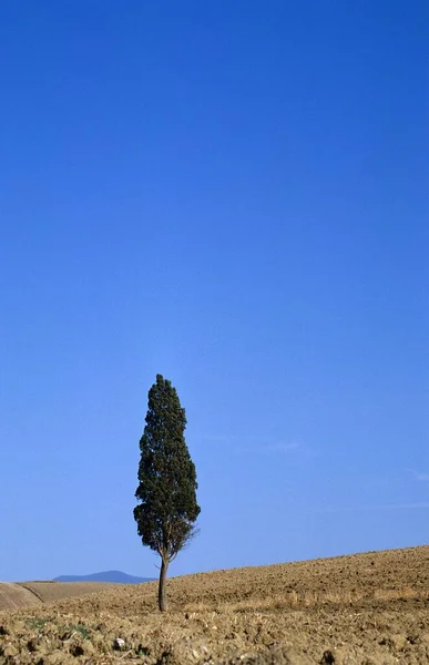 Arbre Solitaire Debout Dans Champ Récolté Toscane Italie — Photo