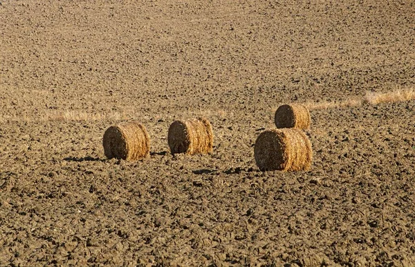 収穫した畑に寝そべっている大きな藁の玉 — ストック写真