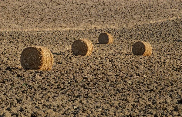 Große Strohballen Liegen Auf Einem Abgeernteten Feld — Stockfoto