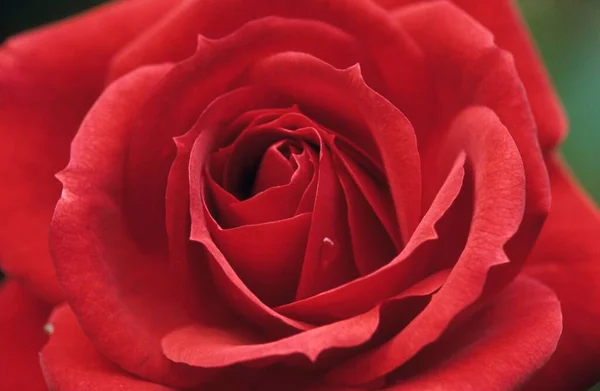Close Pohled Červená Růže — Stock fotografie