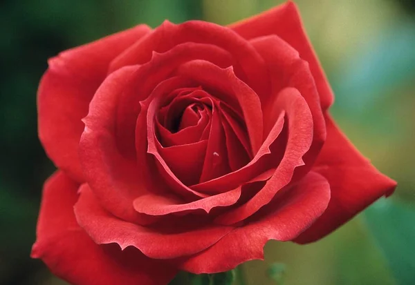 Vue Rapprochée Une Rose Rouge — Photo