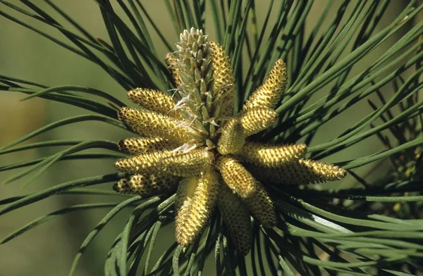 Blooming Pine Close — Stock Photo, Image