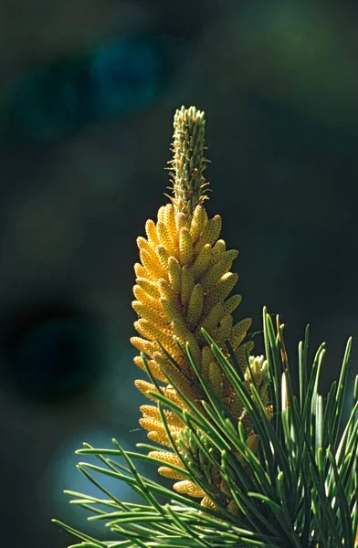 Blooming Pine Close — Stock Photo, Image