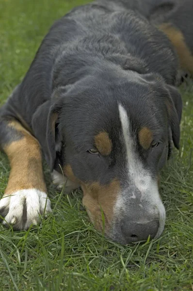 Портрет Большой Швейцарской Горной Собаки — стоковое фото