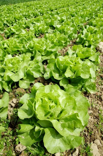 德国田里种植的绿色沙拉 — 图库照片