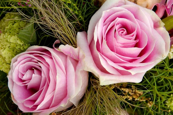 Due Rose Rosa Vicino — Foto Stock