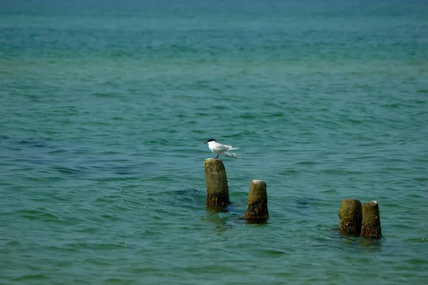 Jediné Moře Vlaštovka Sedí Dřevěné Tyči Pobřeží Baltského Moře Německo — Stock fotografie