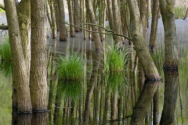 Swamp Woods National Park Vorpommersche Boddenlandschaft Germany — Stock Photo, Image