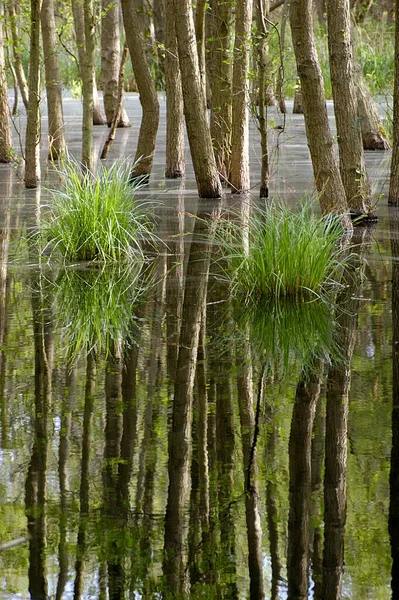 德国Vorpommersche Boddenlandschaft国家公园森林中的沼泽地 — 图库照片
