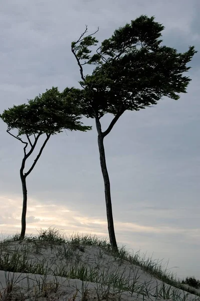 Los Árboles Cortados Llamado Windflchter Weststrand Playa Darss Alemania —  Fotos de Stock