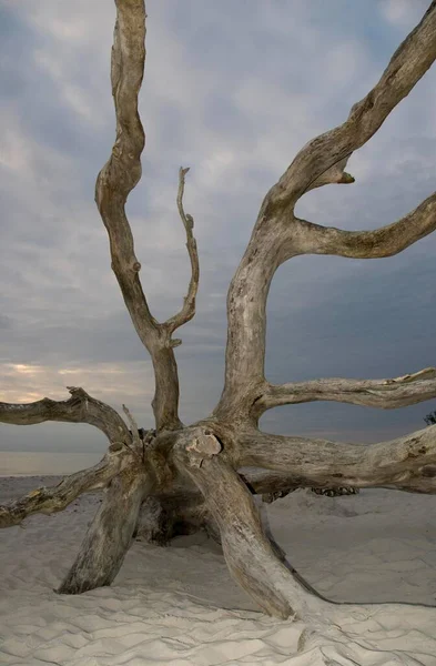 德国达什郡Weststrand海滩的倒下树 — 图库照片