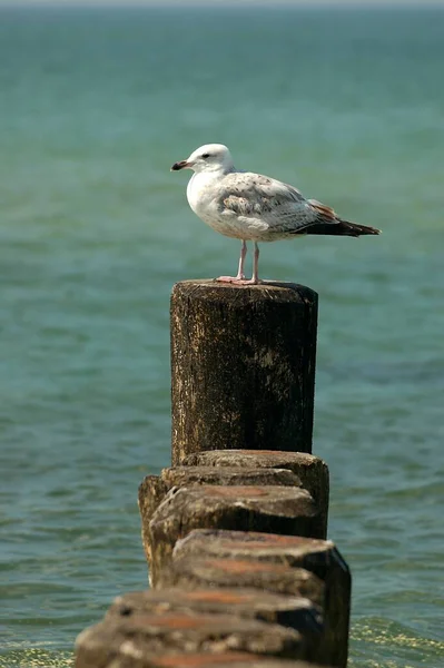 Seagull Sitting Wooden Pole Coast Baltic Sea Germany — Stock Photo, Image