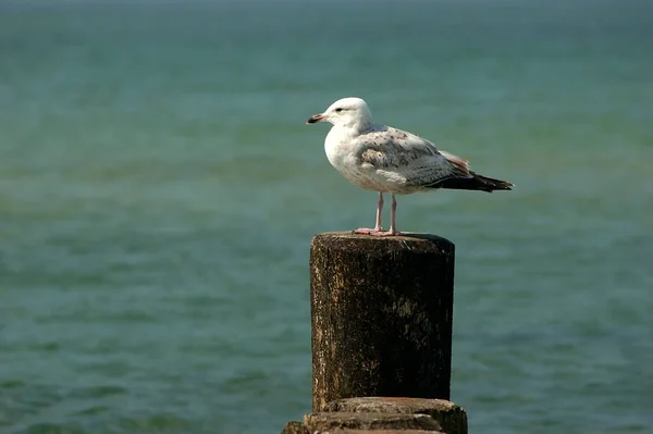 Herring Gull Larus Argentatus Sitting Wooden Pole Coast Baltic Sea — Stock Photo, Image