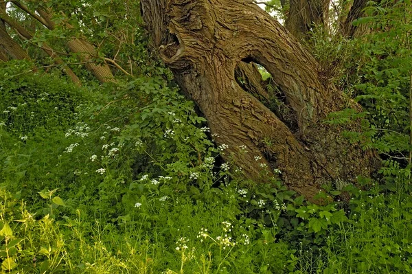 德国柳树的小树干 — 图库照片