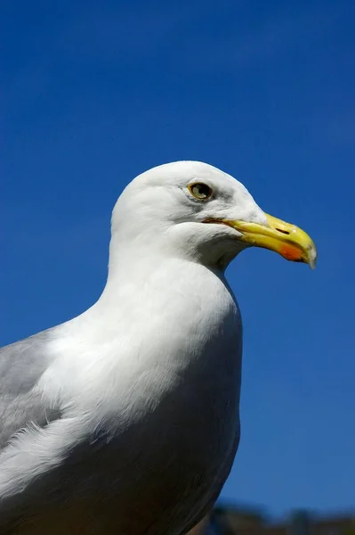 Herring Gull Larus Argentatus — 图库照片