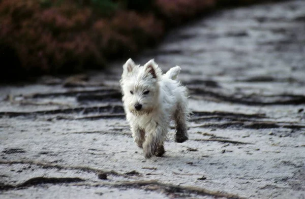 Little White Dog Running Path West Highland White Terrier — Stock Photo, Image