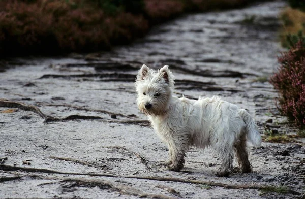 Pequeño Perro Blanco Camino West Highland White Terrier — Foto de Stock