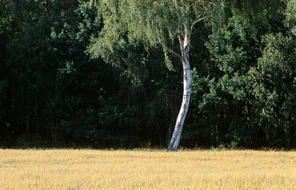 德国北部稻田里的一株白桦树 — 图库照片