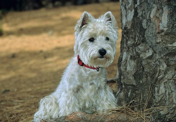 West Highland White Terrier Siedzi Pod Drzewem — Zdjęcie stockowe