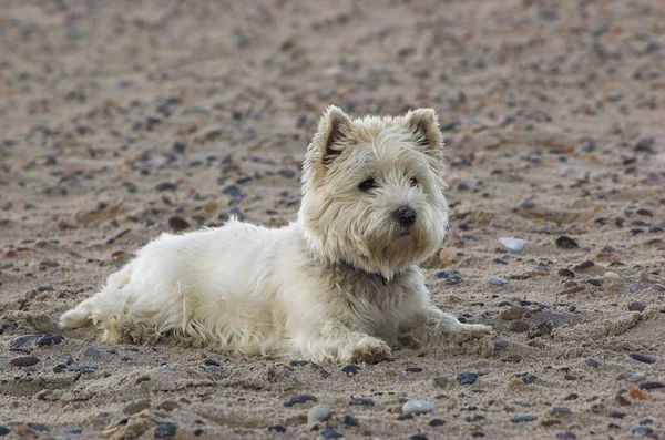 West Highland White Terrier Leżący Plaży — Zdjęcie stockowe