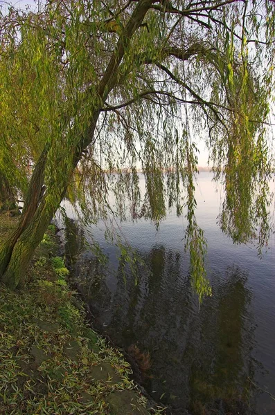Willow Träd Vid Sjön Alster Hamburg Tyskland — Stockfoto