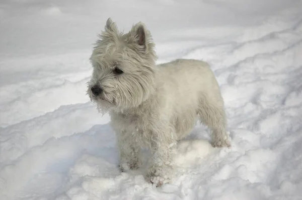 West Highland White Terrier Neve — Fotografia de Stock
