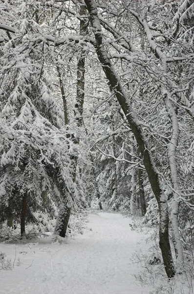 Path through snow covered woods