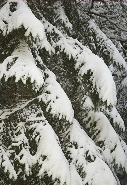 Сніг Вкритий Ялиновими Гілками — стокове фото
