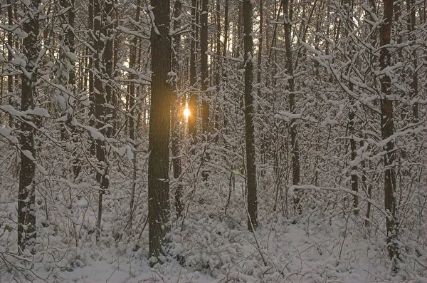 Nedgående Sol Skiner Genom Träden Snötäckta Skogar — Stockfoto