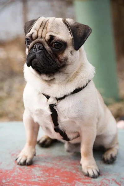 Young Pug View — Stock Photo, Image