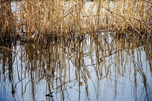 Reeds Borda Água Refletida Superfície Água — Fotografia de Stock