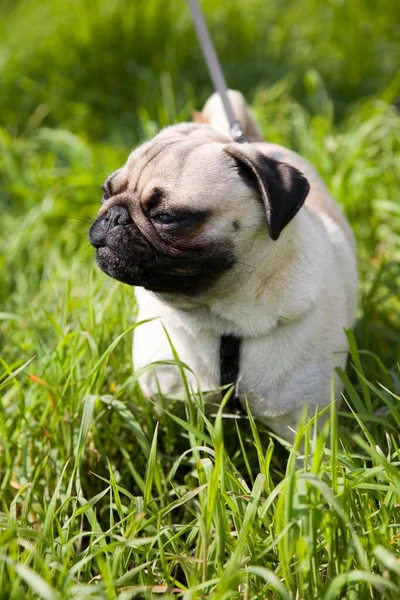 ヤングパグの子犬 または小声で 草の中を歩く綱の上に — ストック写真