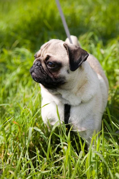 幼小的帕格犬 或称Puglet 用皮带在草地上行走 — 图库照片