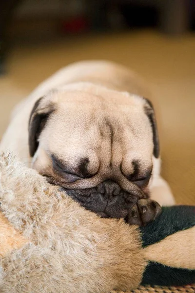 Pug Cachorro Dormindo Brinquedo — Fotografia de Stock