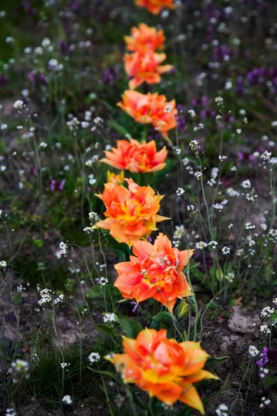 Bunga Dengan Tulip Tulipa — Stok Foto